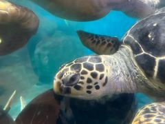 -海合安武汉极地海洋公园