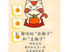 -猫十亿·布偶金渐层·曼基康矮脚猫舍(青年路店)