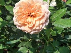 -人民公园(罗湖区)