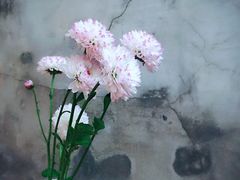 -VOYAGE COFFEE(北锣鼓巷店)