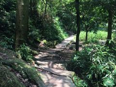-火炉山森林公园