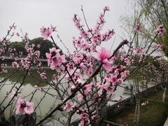 -八大山人梅湖景区