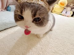 -翊宠yipet猫狗购宠庄园犬舍•猫舍