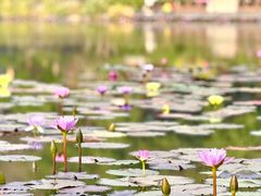 -云溪植物园