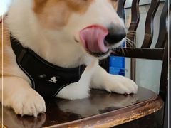 -烧鹅妹饭店