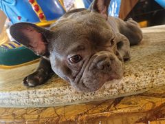 -more than meow吴止猫主题餐厅(承德 中船汇店)