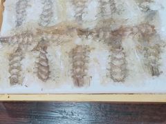 虾生-官塘锋记鱼生·生腌·砂锅粥(牌坊街店)