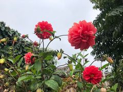 -炊烟餐厅