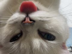 -乐琪宠物医院·犬猫专科·骨外科·急重症