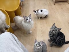 -有喵·猫咖·狗咖·30几只猫10只小狗(岗厦店)