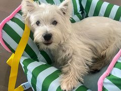 -翊宠yipet猫狗购宠庄园犬舍•猫舍