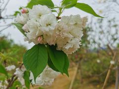 -天适樱花悠乐园