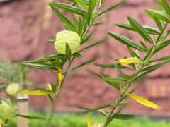 -广州神农草堂中医药博物馆