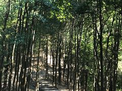 -火炉山森林公园