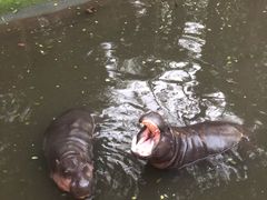 -清迈夜间动物园