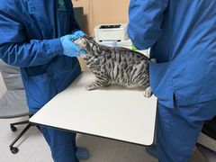 -谐和贝康宠物医院24小时·宠保定点(急重症转诊中心)