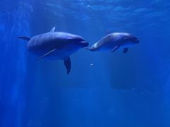-多彩贵州城极地海洋世界