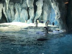 -帝企鹅自助餐厅•儿童岛•真企鹅(长隆企鹅酒店)