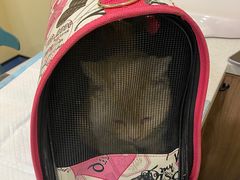 -萌兽医馆·犬猫专科·眼科中心·宠物医院(朝阳门分院)