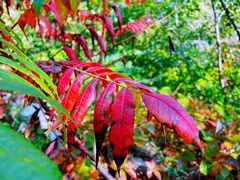 -九如山休闲旅游度假区