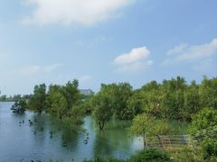 -北海金海湾红树林生态旅游区