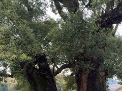 -杨家堂村