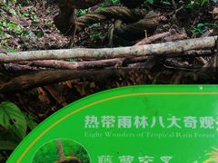 -西双版纳原始森林公园