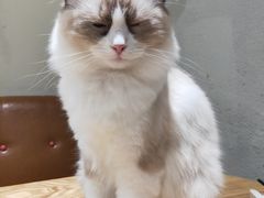 -藏猫猫咖啡主题馆(中央大道店)