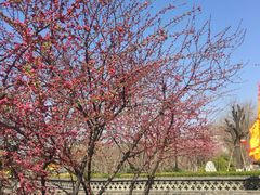 -大槐树寻根祭祖园