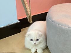 -喵宠乐园·撸猫互动·猫舍