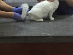 -思琪宠物医院(昆山花桥店)