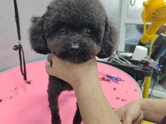 -宠福鑫康馨动物医院·骨科·眼科