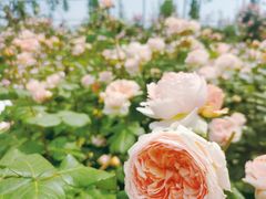 -三圣花乡旅游区