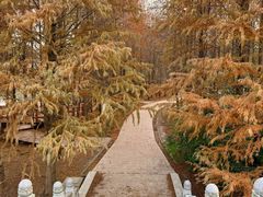 -上海海湾国家森林公园