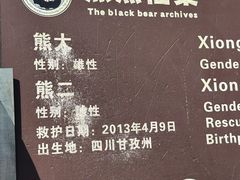 -都江堰中华大熊猫苑