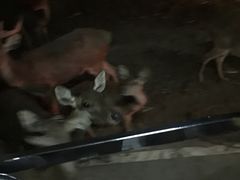 -清迈夜间动物园