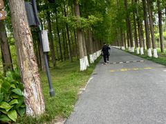 -黄海国家森林公园