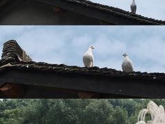 -良渚古城遗址公园