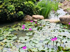 -深圳仙湖植物园