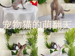-山宅一喵德文卷毛猫舍
