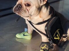 -BABYDOG宝贝狗宠物乐园(欧洲城店)