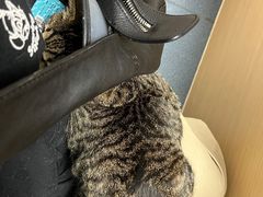 -宠颐生宠物医院外科·内科·皮肤科·影像科(石龙店)