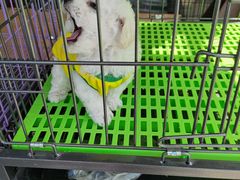 -中环花鸟鱼虫市场