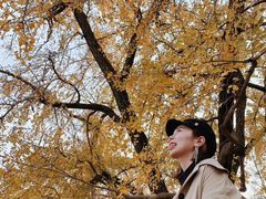 -千年银杏谷文化旅游区