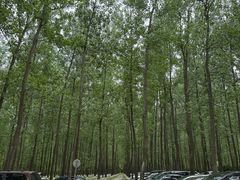 -黄海国家森林公园