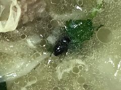 云吞-津门永胜包子铺(哈尔滨道总店)