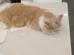 -飞行喵MR PILOT|猫舍·猫咖(静安大融城店)