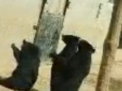 -石家庄市动物园