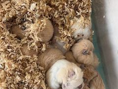 -怪兽屋·羊驼·猫咖·狗咖(俊华广场店)