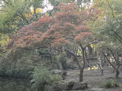 -秋霞圃